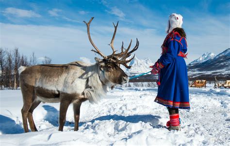 Sami People Reindeer