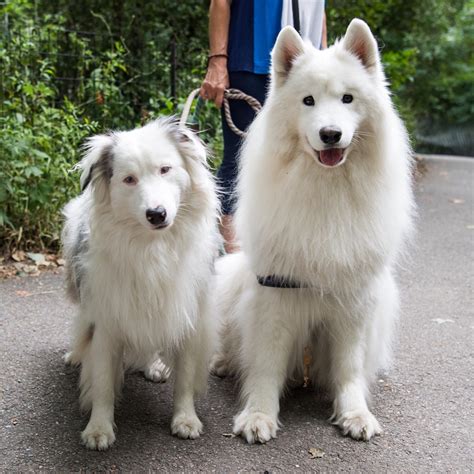 Samoyed Australian Shepherd Mix For Sale: A Unique And Lovable Breed