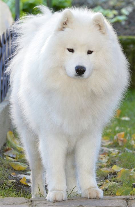 Samoyed Big White Fluffy Dog Breeds
