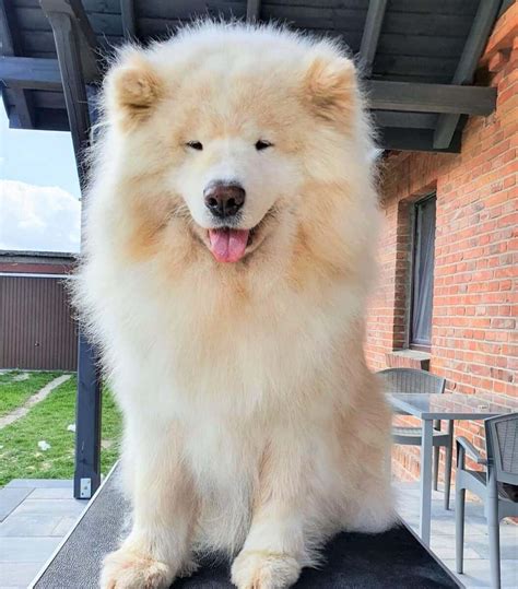 Samoyed Biscuit: A Fluffy And Friendly Companion