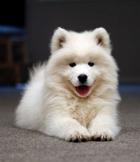 Samoyed Cute Pictures: The Fluffiest And Most Adorable Dogs You'll Ever
See