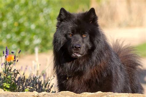 Samoyed Dog Black: The Unique And Relaxing Companion