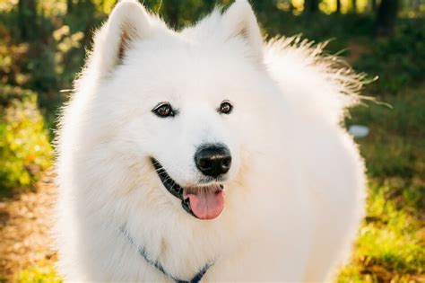 Samoyed Dog Cost: What You Need To Know