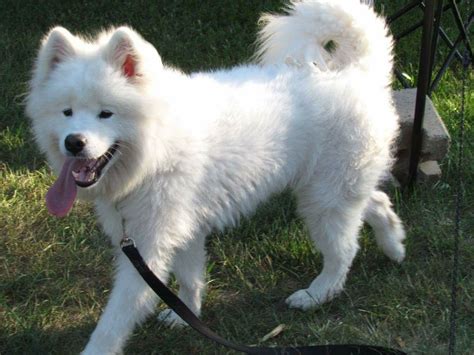 Samoyed Dog Rescue Ontario: Giving Hope To Abandoned Dogs