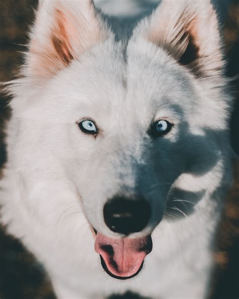 Samoyed Dog With Blue Eyes: A Unique And Majestic Breed