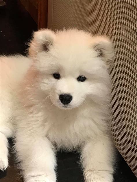 Samoyed For Sale Near Me: Your Ultimate Guide