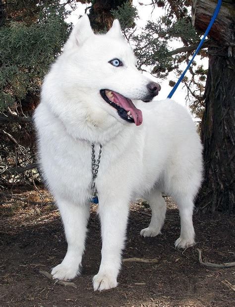 Samoyed Husky Mix Blue Eyes: The Unique And Stunning Breed In 2023