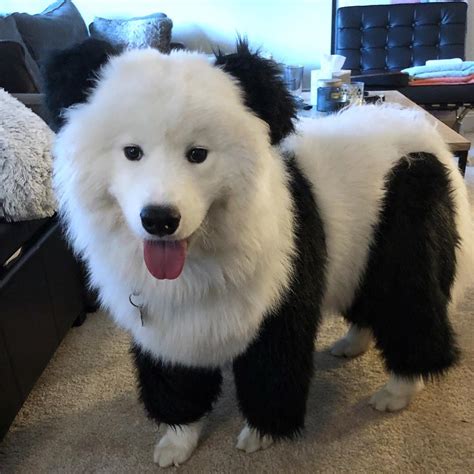 Samoyed Panda Costume: A Fun And Adorable Way To Dress Up Your Dog