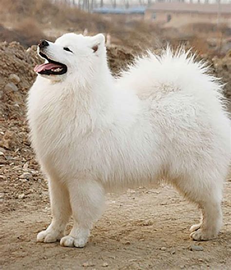 Samoyed Pomeranian Mix: A Unique And Adorable Dog Breed
