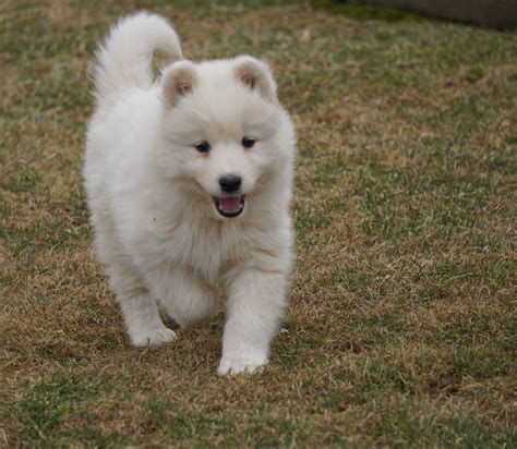 AKC Registered Samoyed Puppy For Sale Danville, OH Female Dixie AC