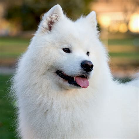 Short Hair Samoyed Groomed These Will Be the 10 Biggest Hair Trends