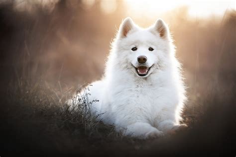 Samoyed Wallpaper: A Perfect Addition To Your Home In 2023