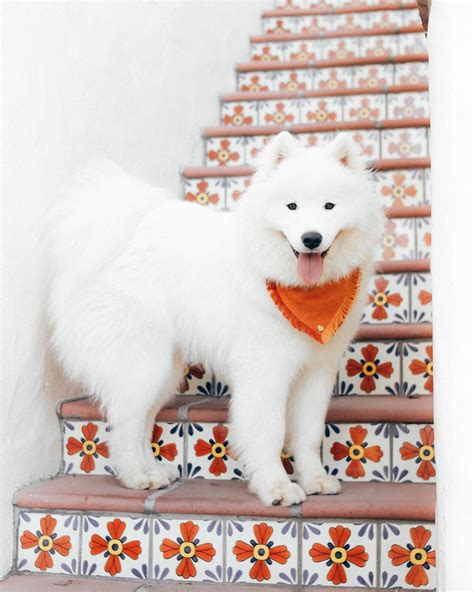 As Soft as... this Samoyed! Cute Fluffy Animal Baby animals