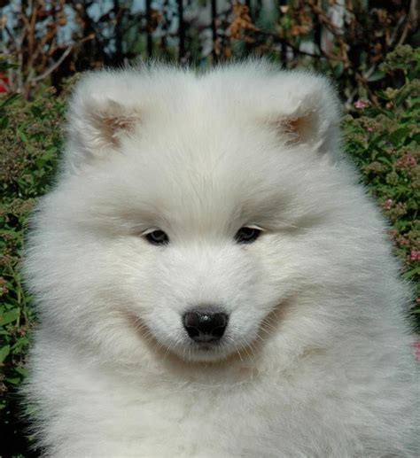 Samoyed Yellow Fur: A Unique And Beautiful Trait