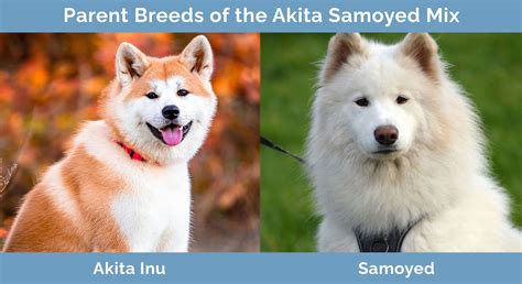 Akita & Samoyed mix named Milah Hybrid dogs, Cute animals, Samoyed