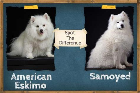 Samoyed American Eskimo Dog Size