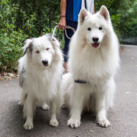 Samoyed Australian Shepherd Mix A Complete Guide (With Pictures)