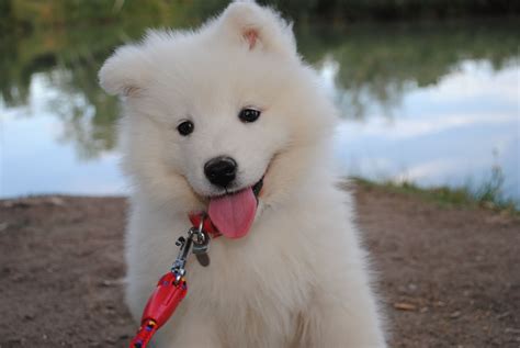 SAMOYED dog dogs canine baby puppy wallpaper 2304x1728 766777