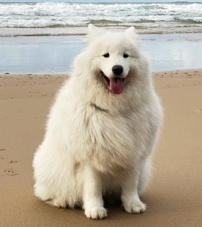 45+ Samoyed Big White Fluffy Dog Breeds l2sanpiero