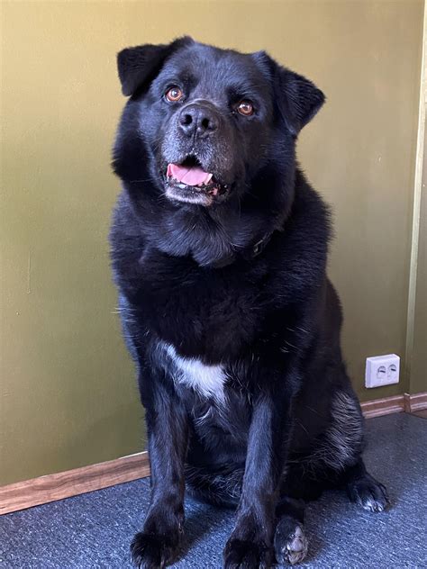 Samoyed Black Lab Mix Us Pets Love