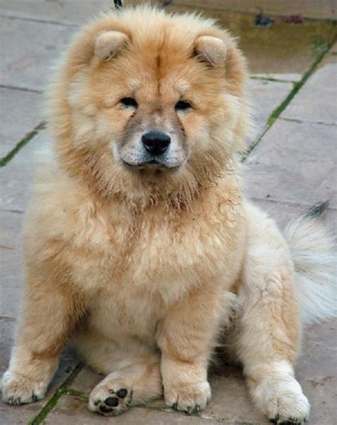 handsomedogs — simba is a 10 year old chow/samoyed mix and is one...