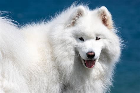 Pictures Samoyed dog Dogs White Fluffy Snout Animals