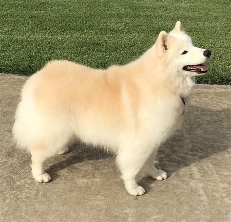 Samoyed Colors Are There Other Shades Aside From White?