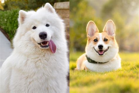 Is the Alaskan Malamute mix the best hybrid for you? K9 Web