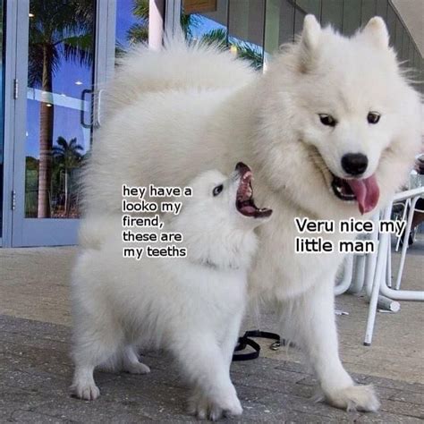 15 Hilarious Samoyed Dog Memes You'll Laugh at Every Time The Dogman