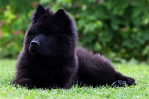 Is there a black Samoyed?