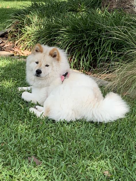 Samoyed x chow chow mix Samoyed, Pet dogs, Dogs and puppies