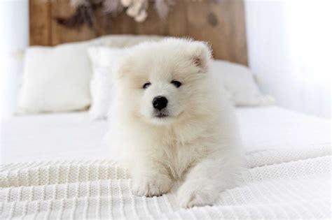 Samoyed, Samoyed Puppy For Sale, Dogs, for Sale, Price