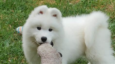 Samoyed Puppies For Sale Jacksonville, FL 344926