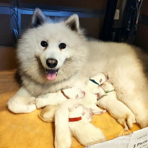 Samoyed Puppies for sale in UK 58 used Samoyed Puppies