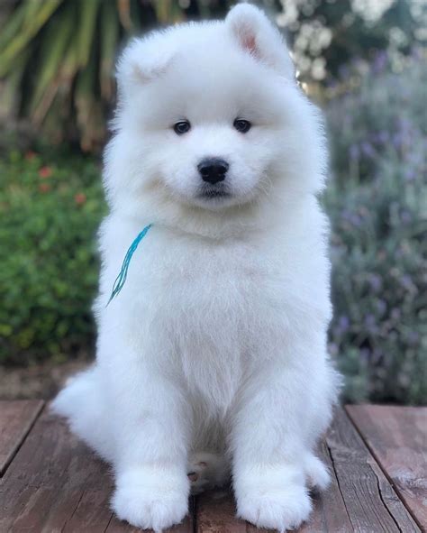 Samoyed, Healthy Samoyed puppies, Dogs, for Sale, Price