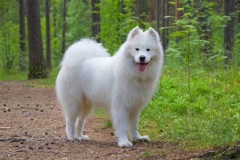 Pin by Cadence Hankins on Animals Samoyed puppies for sale, Samoyed