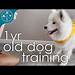Samoyed Dogs Training Show