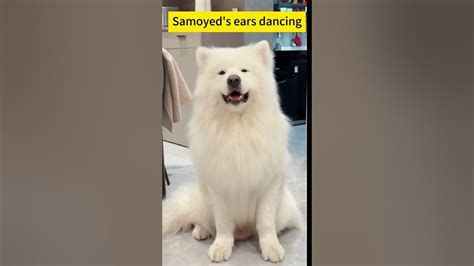 Samoyed Beautiful dogs, Samoyed dogs, Samoyed
