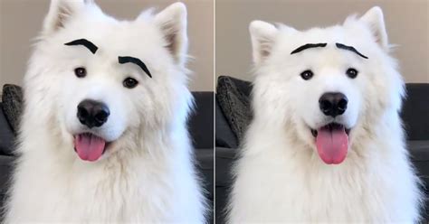 samoyed wears eyebrows Cute funny animals, Cute animals