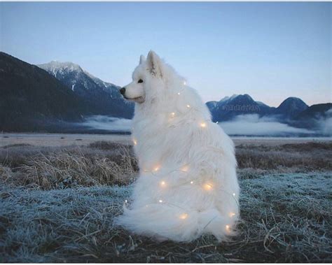 Star light, star bright samoyed annakasatkinaru Animals Pinterest