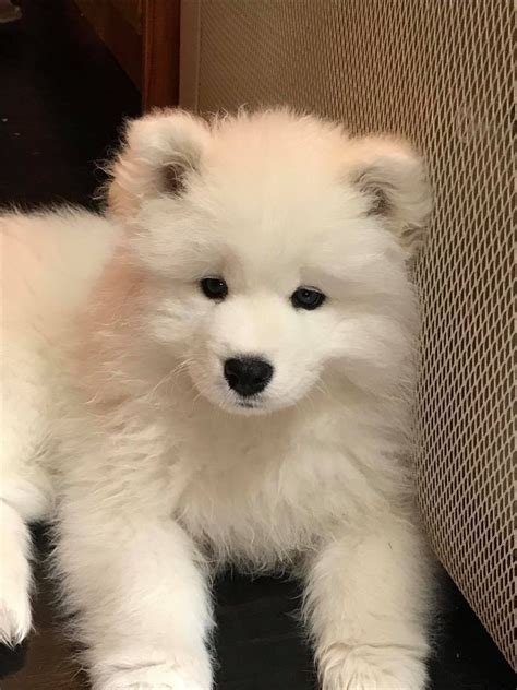Samoyed Puppies for sale near me