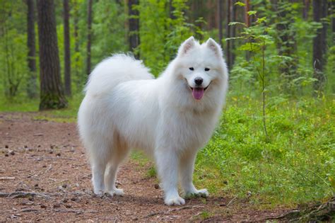 Two samoyed dogs — Stock Photo © toxawww 4015286