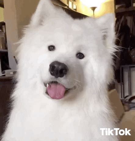 Cool Samoyed GIF Cool Samoyed Old Discover & Share GIFs