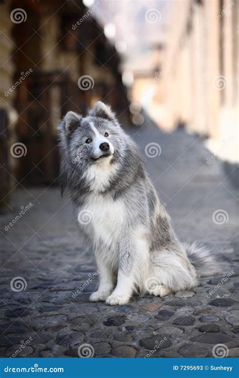 Grey samoyed stock photo. Image of pack, mammal, fair 7295694