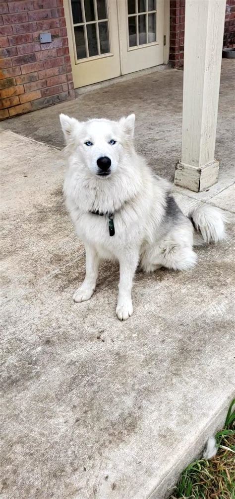 Clowns to the left of me jokers to the right... hortonmcsnorton