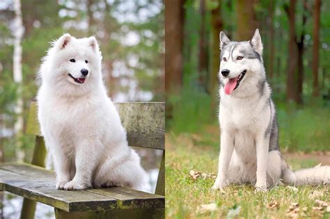 Samoyed Husky Mix Samusky Husky mix, Husky cross breeds, Samoyed