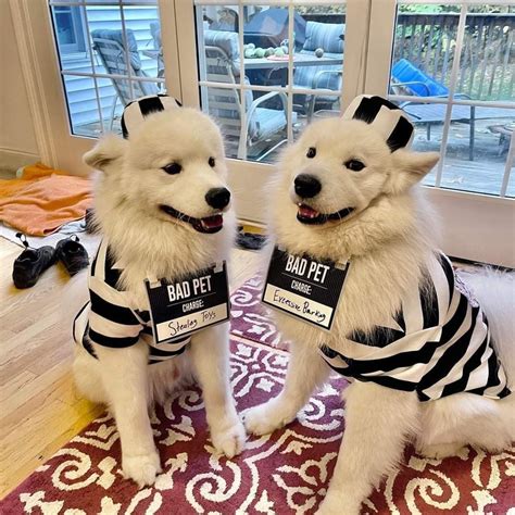 15 Of The Very Best Samoyeds Wearing Halloween Costumes Page 2 of 5