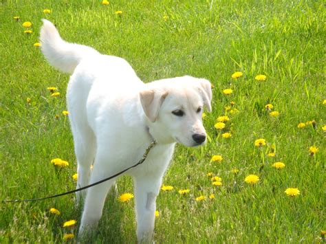The Samoyed Labrador mix looking at the coming fly Labrador mix