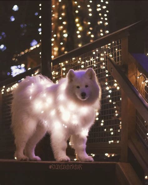 Thought we would share our own sammy in lights. samoyeds