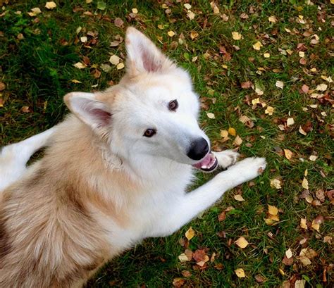 Alaskan Malamute Samoyed German Shepherd Mix Pets Lovers